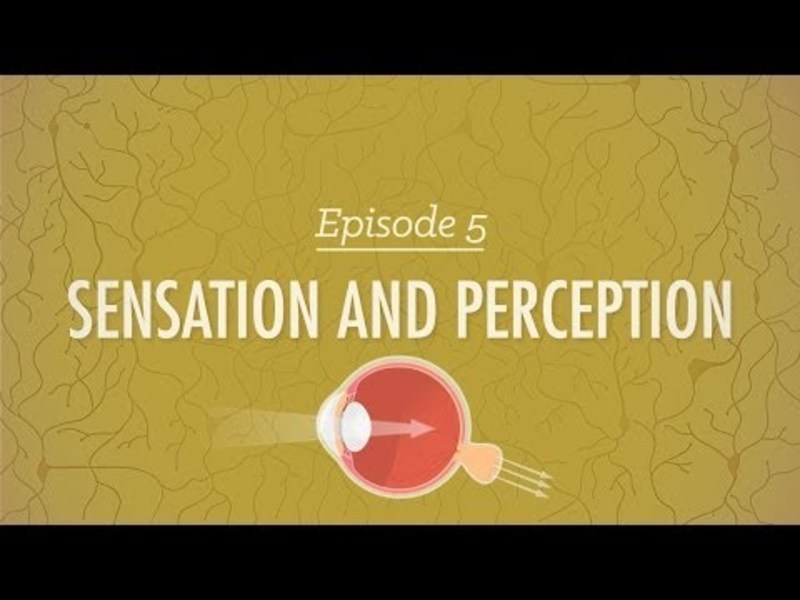 Sensation &amp; Perception Instructional Video