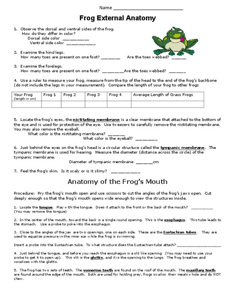 Frog External Anatomy Lesson Plan