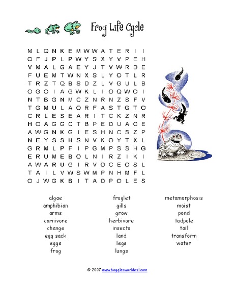 Frog Life Cycle Worksheet