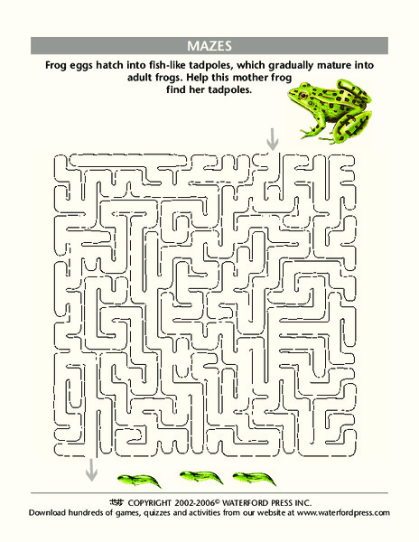 Frog Maze Worksheet