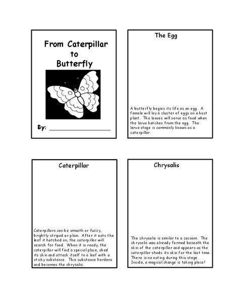 From Caterpillar to Butterfly Worksheet
