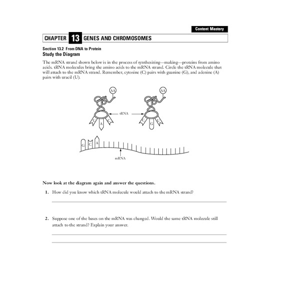 From DNA to Protein Worksheet