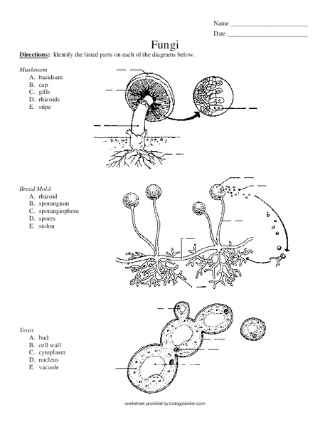 Fungi Lesson Plan