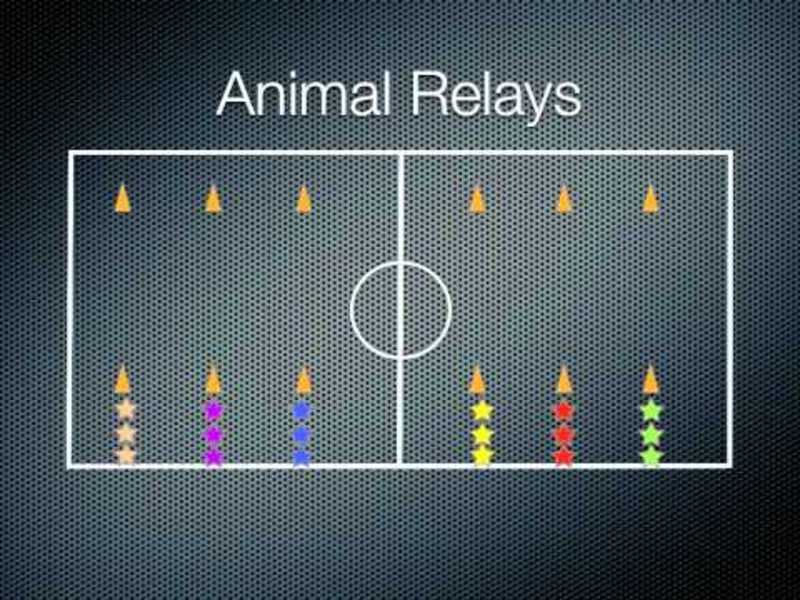 Animal Relays Activity