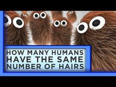 How Many Humans Have the Same Number of Body Hairs? Instructional Video