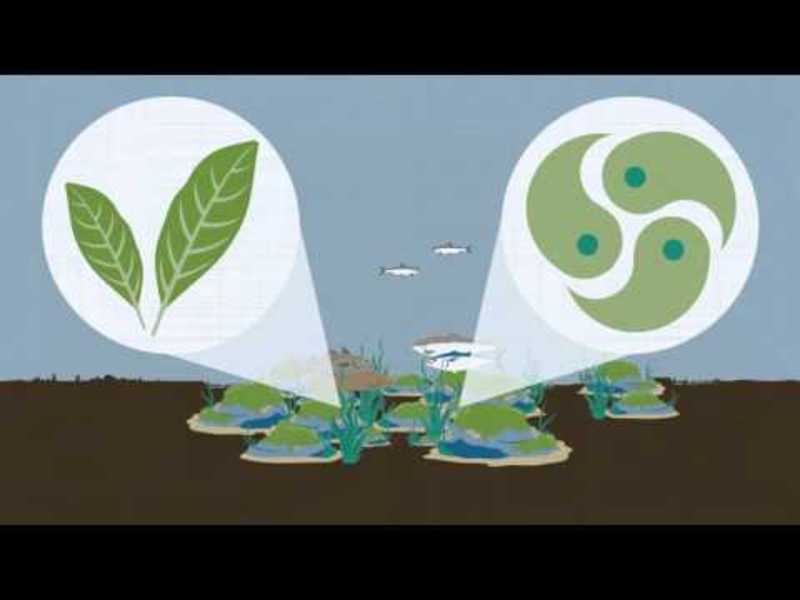 An Introduction to Aristotle's Politics Instructional Video