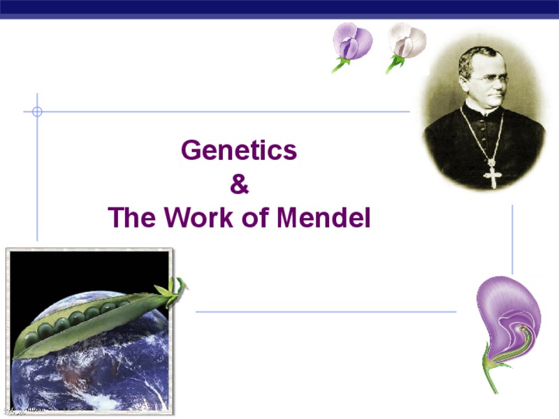 Genetics and The Work of Mendel PPT