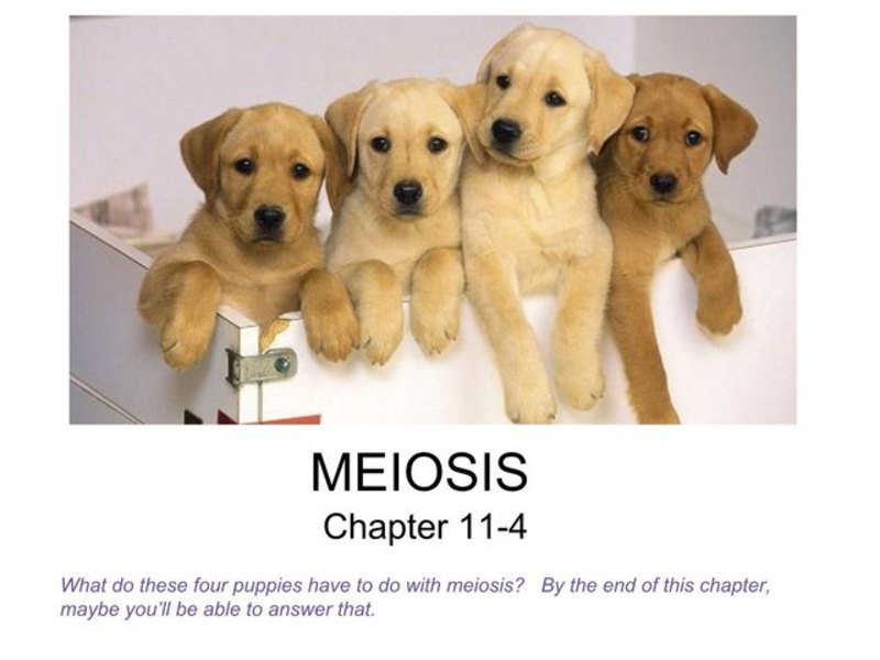 Meiosis PPT
