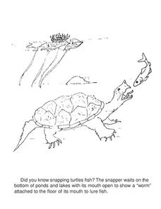 Snapping Turtle Coloring Page Worksheet