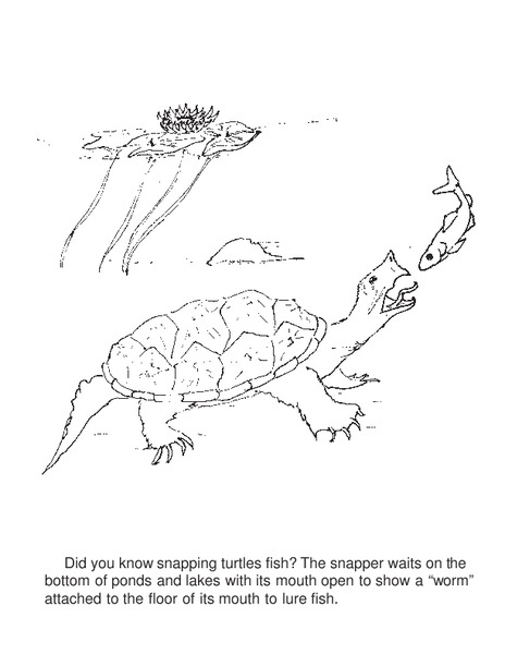 Snapping Turtle Coloring Page Worksheet