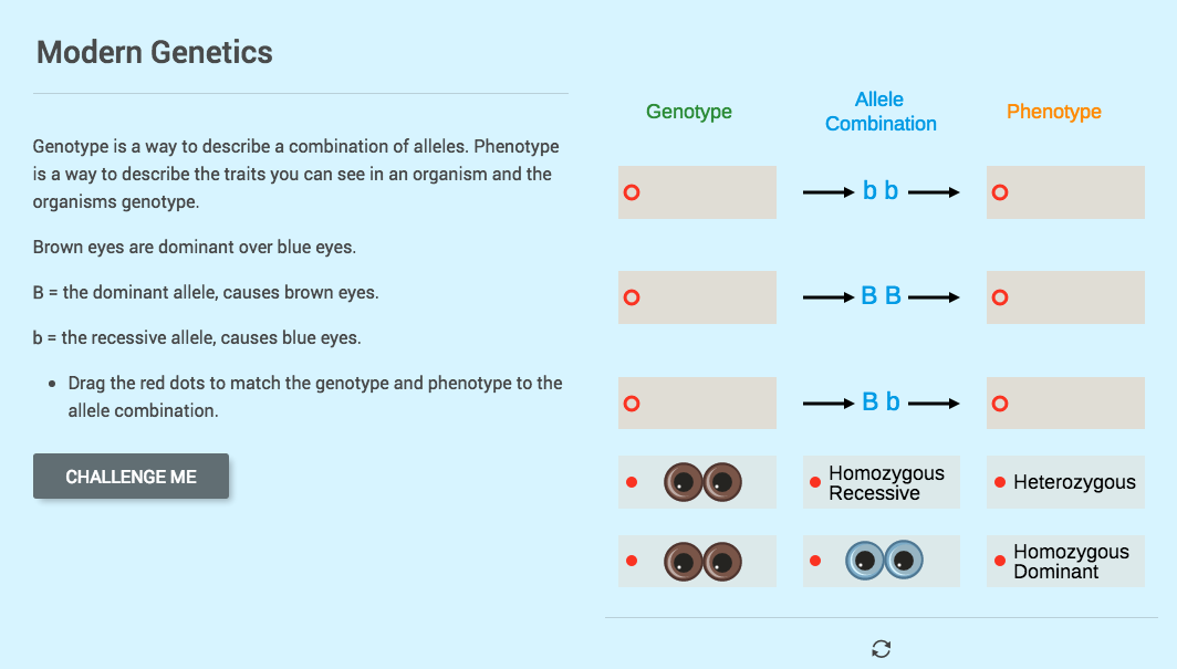 Modern Genetics Interactive