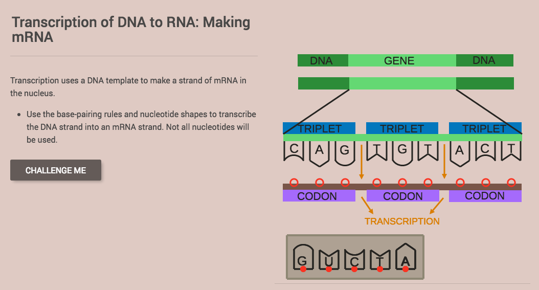 Transcription of DNA to RNA: Making mRNA Interactive