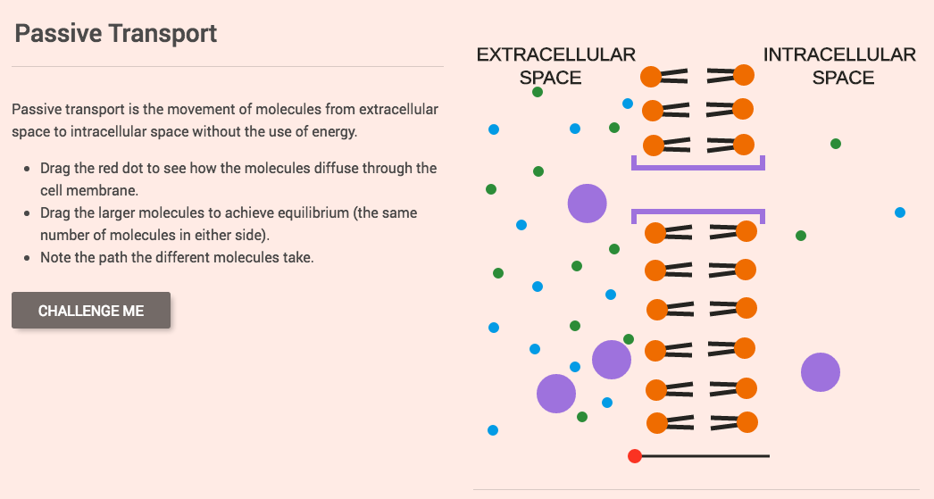 Passive Transport Interactive