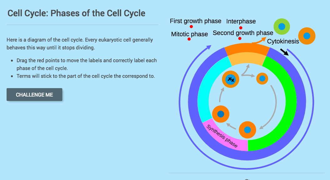 Cell Cycle: Phases of the Cell Cycle Interactive