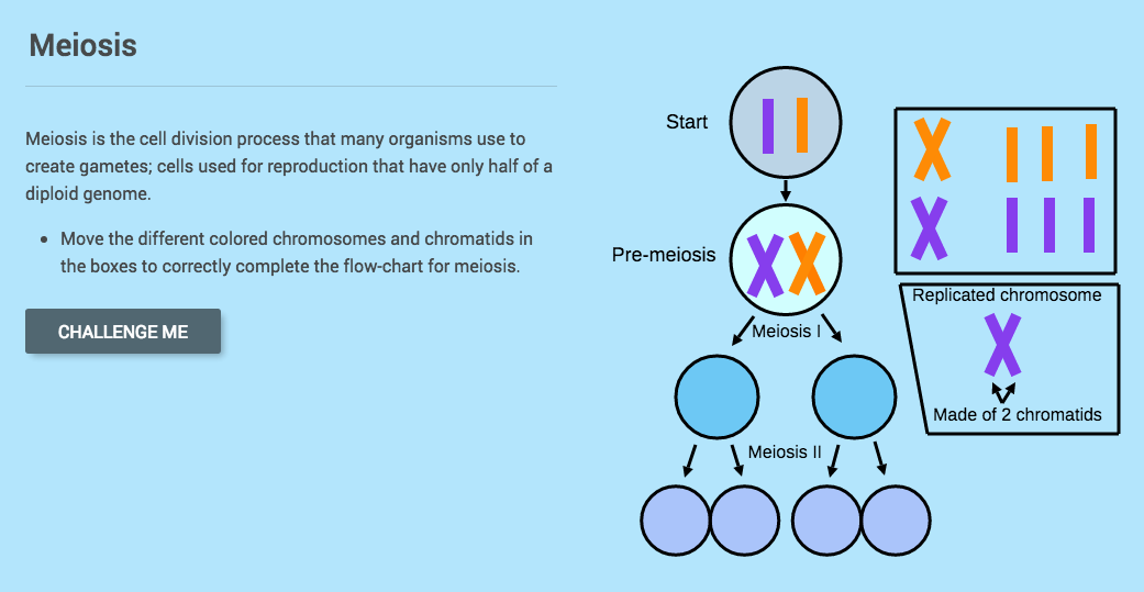 Meiosis Interactive