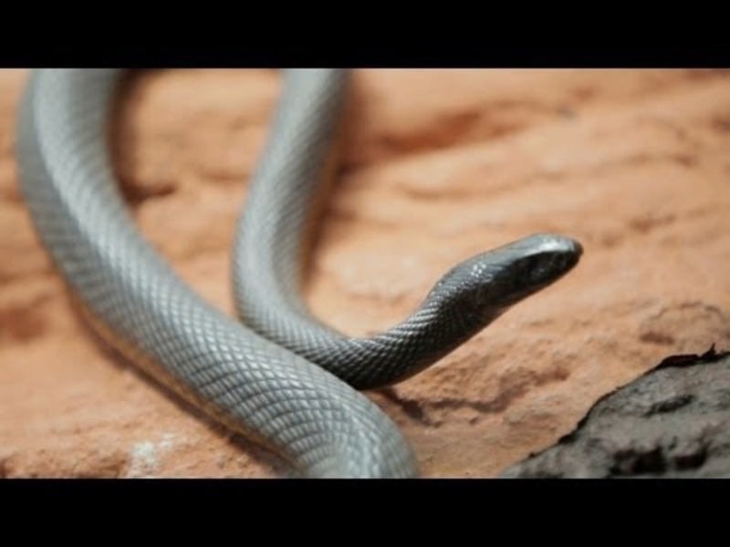 Why Do Venomous Animals Live In Warm Climates? Instructional Video