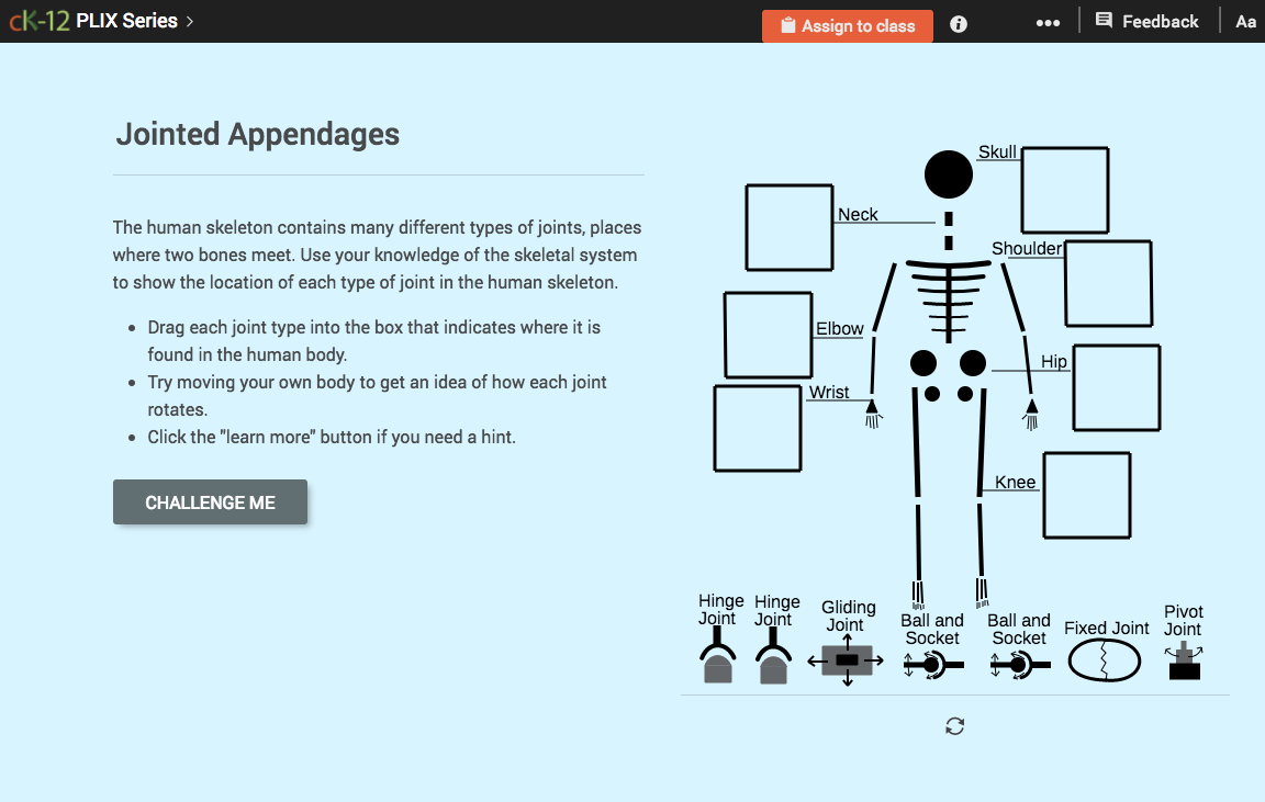 Skeletal System Joints: Appendages Interactive