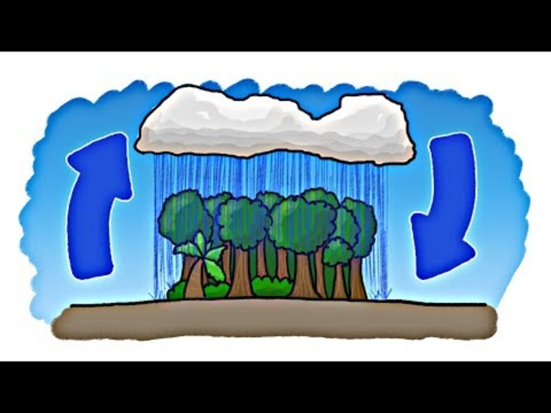 Which Came First—the Rain or the Rainforest? Instructional Video