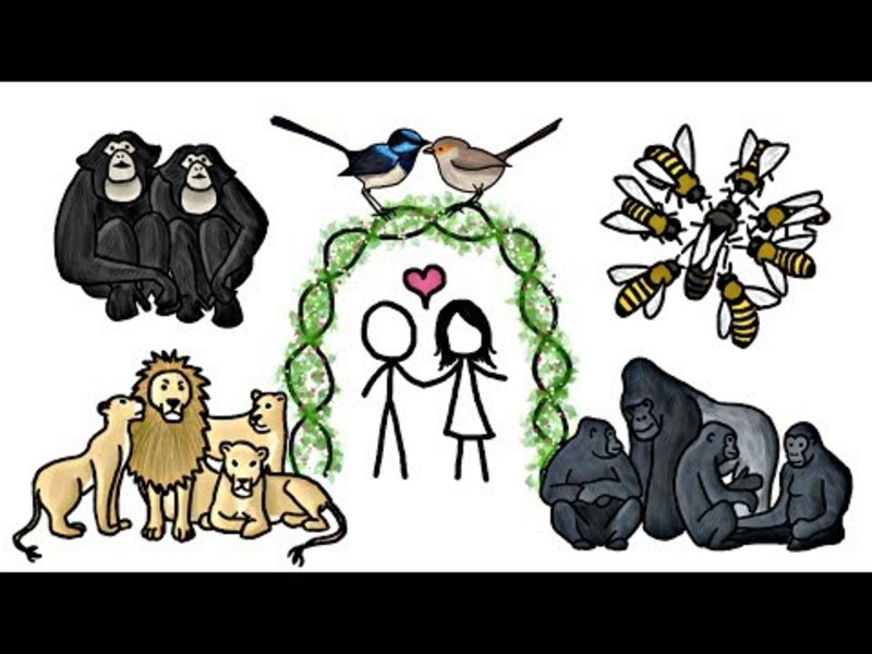 Are any Animals Truly Monogamous? Instructional Video