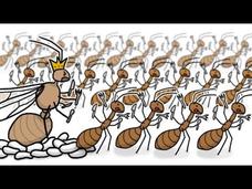 Invasion of the Yellow Crazy Ants! Instructional Video