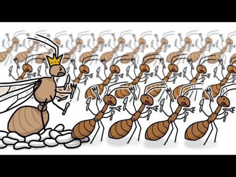 Invasion of the Yellow Crazy Ants! Instructional Video