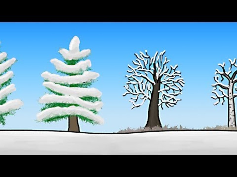 How Do Trees Survive Winter? Instructional Video