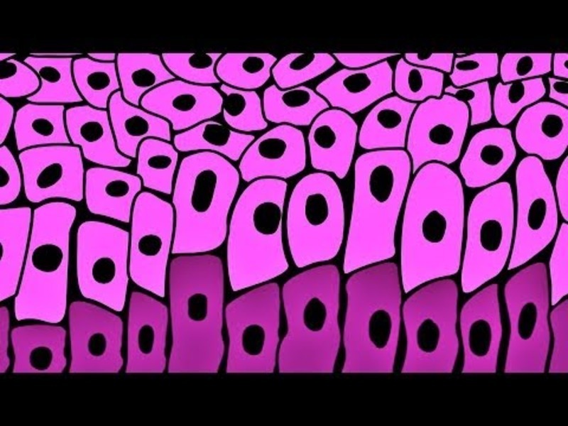 What is Skin For? Instructional Video