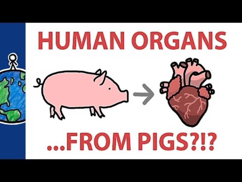 Should We Grow Human Organs In Pigs? Instructional Video