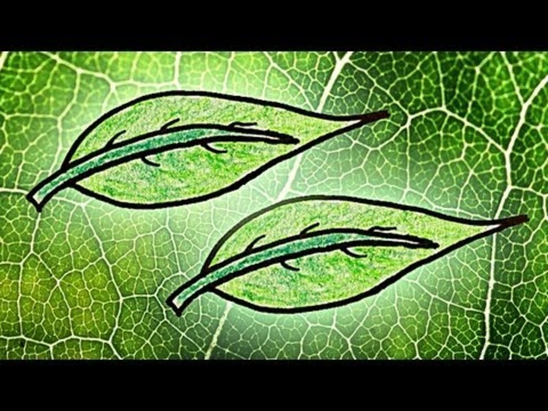 Why Are Leaves Green? Part 2 Instructional Video