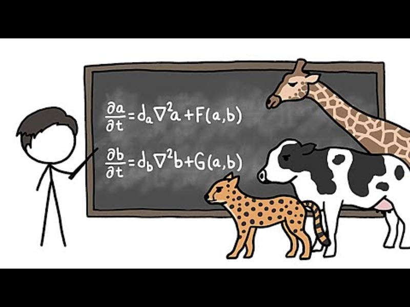 Can Math Explain How Animals Get Their Patterns? Instructional Video