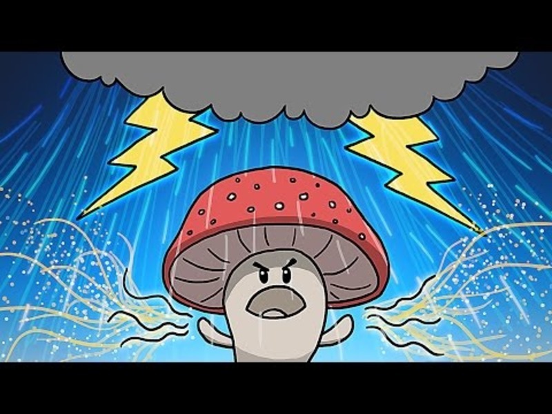 How Mushrooms Make It Rain Instructional Video