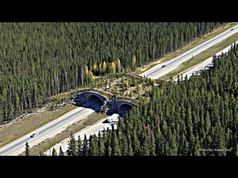 Five Crazy Bridges for Animals Instructional Video