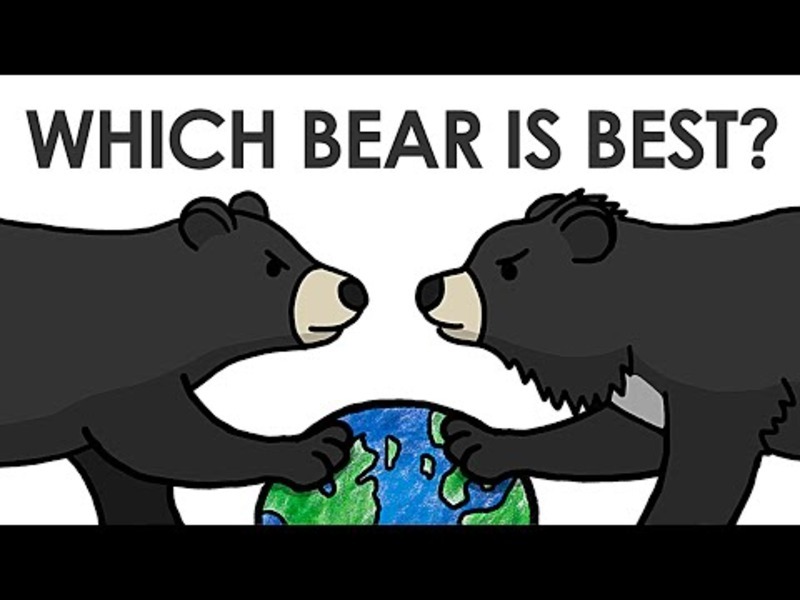 Which Bear Is Best? Instructional Video
