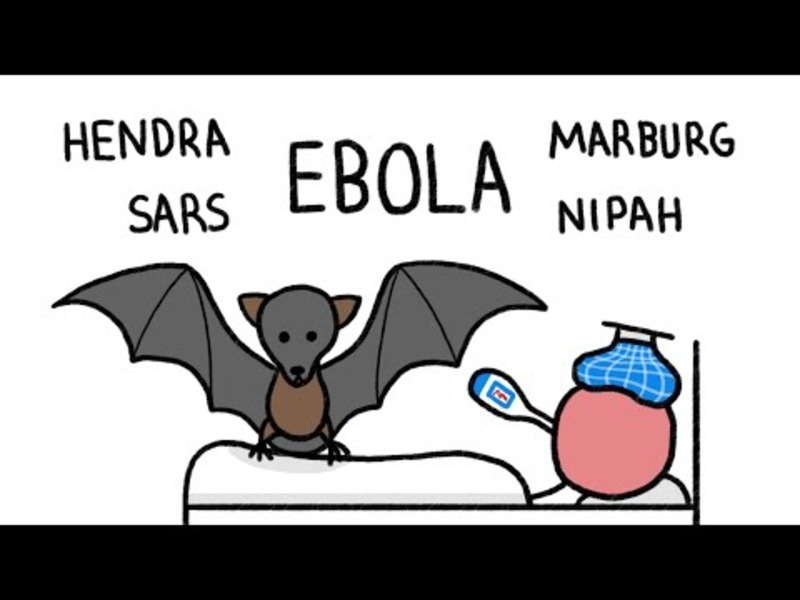 Why do Bats Transmit so many Diseases like Ebola? Instructional Video