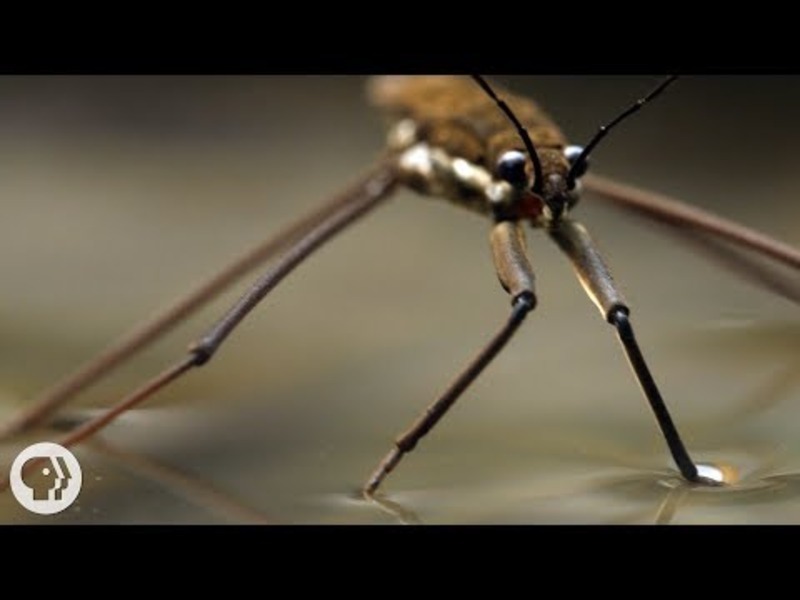 This Is Why Water Striders Make Terrible Lifeguards Instructional Video