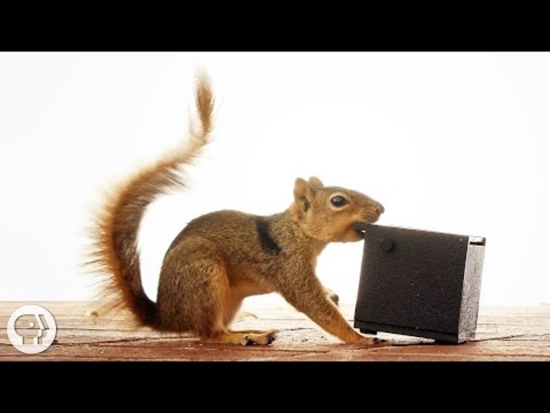 Watch These Frustrated Squirrels Go Nuts! Instructional Video