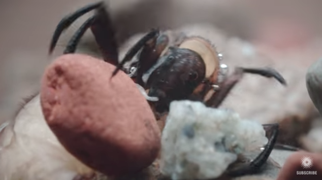 Sticky. Stretchy. Waterproof. The Amazing Underwater Tape of the Caddisfly Instructional Video