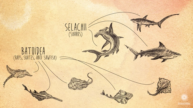 How Do Sharks and Rays Use Electricity to Find Hidden Prey? Instructional Video