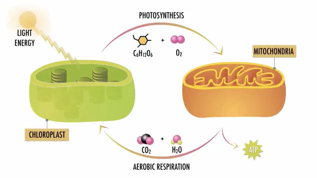 Photosynthesis and Respiration Instructional Video