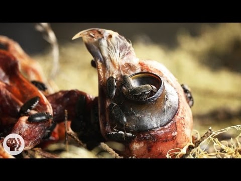 Watch Flesh-Eating Beetles Strip Bodies to the Bone Instructional Video