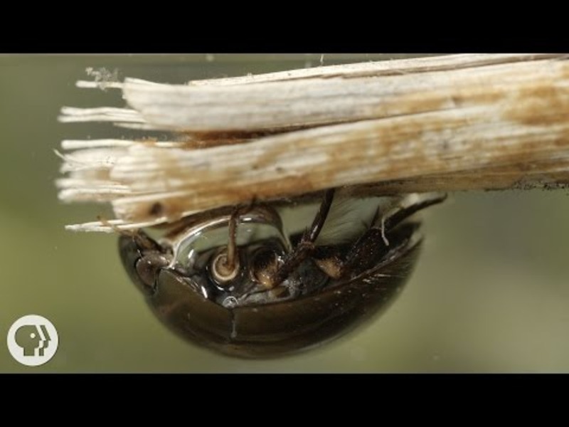 Nature's Scuba Divers: How Beetles Breathe Underwater Instructional Video