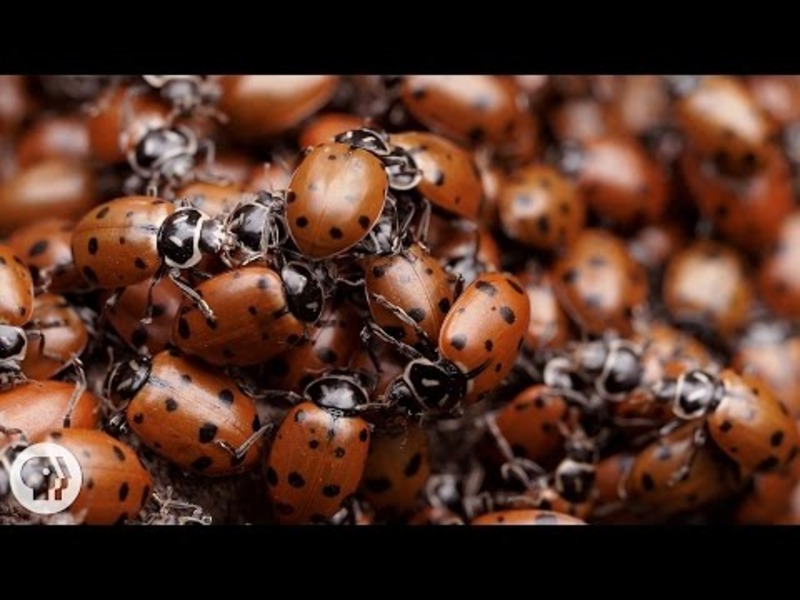 The Ladybug Love-In: A Valentine's Special Instructional Video