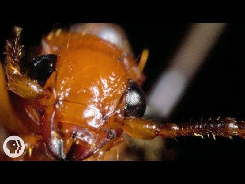 The Bombardier Beetle And Its Crazy Chemical Cannon Instructional Video