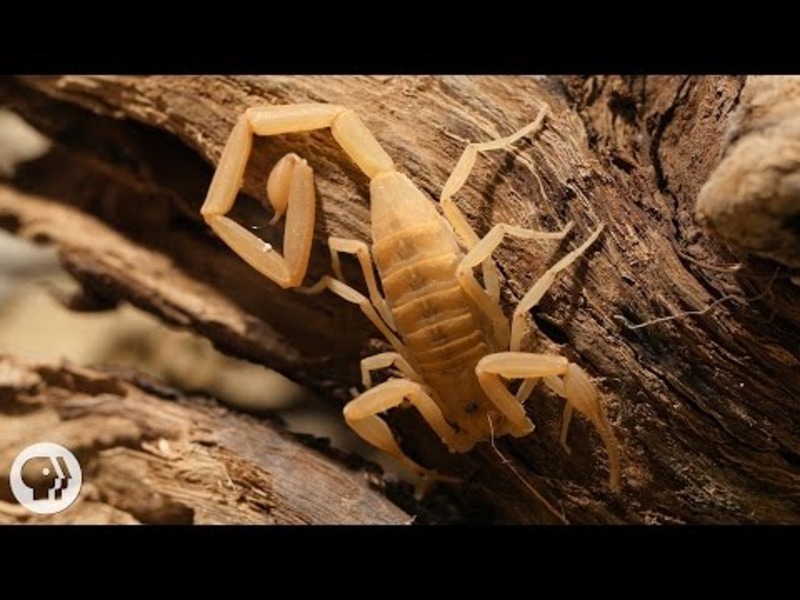 Stinging Scorpion vs. Pain-Defying Mouse Instructional Video