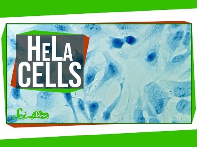 Immortal Cells Turn 96 Instructional Video