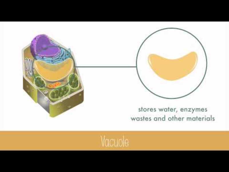Unique Features of Plant Cells Instructional Video