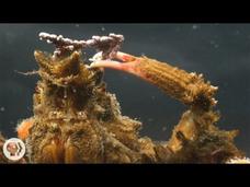 Decorator Crabs Make High Fashion at Low Tide Instructional Video