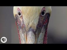 How Do Pelicans Survive Their Death-Defying Dives? Instructional Video