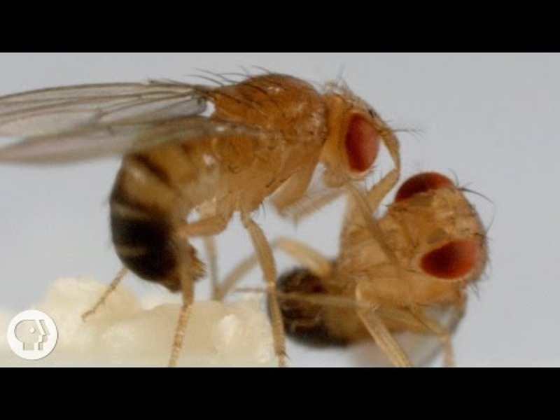 These Fighting Fruit Flies Are Superheroes of Brain Science Instructional Video