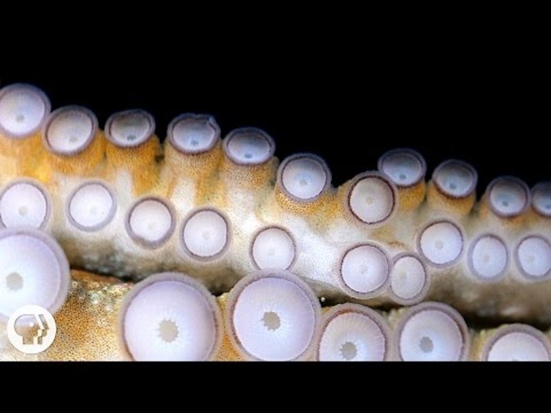 If Your Hands Could Smell, You’d Be an Octopus Instructional Video